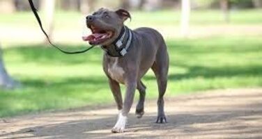 Pack Leader Collar™ - Dog Trainer Cesar Millan's Training Collar (Medium) (Blue, S)