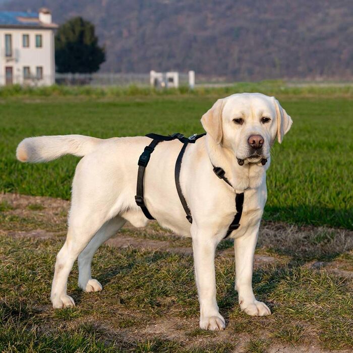 Шлейка для собак середнього розміру Ferplast Brave: надійна, з 6 застібками (колір: коричневий, розмір: LARGE)