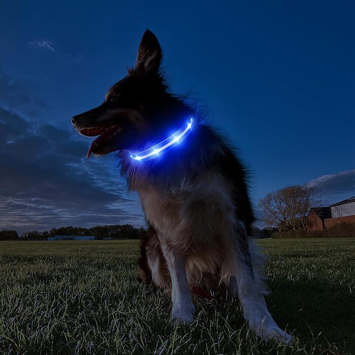 Світлодіодна нашийник для собак ASBRILL з підзарядкою, 7 кольорів RGB, 8 світлодіодів, регульований, вологостійкий, для малих, середніх та великих собак (S, Blue)