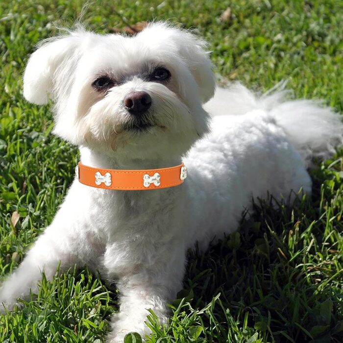 Нашийник для собак з шкіри, поводок-комбо, нашийники для цуценят, регульовані, для малих та середніх собак та котів, білий (L, помаранчевий)