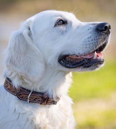 Нашийник для собак Джек Рассел з натуральної шкіри буйвола, регульований, з м'якою підкладкою, ручної роботи, з різьбленням, Alexey, розмір S (26-34 см)