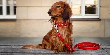Julieta Leine, leather dog leash, leather lead for dogs, MATCHES Julieta collar, Red, leather, with lilies, rhinestones, and a large crystal