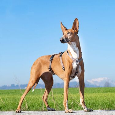 Шлейка для собак Ferplast Brave, середній розмір, коричнева. Безпечна та регульована шлейка з 6 застібками для грейхаундів та інших середніх порід.