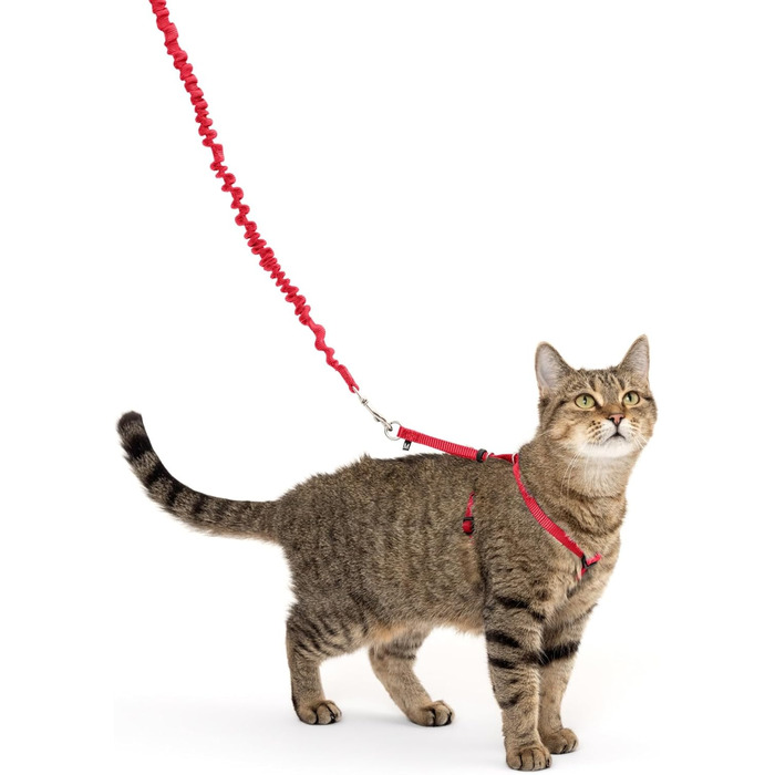 PetSafe Come with Me Kitty Harness and Bungee Leash, Harness for Cats, Size M, Red/Cranberry, Model: CWMK-M-RED