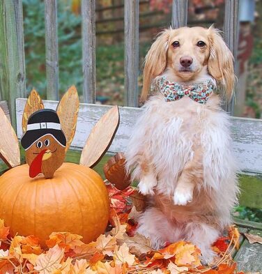 Елегантний собачий нашийник з краваткою для собак, бавовна, на День подяки, з металевою застібкою, розмір M, обхват шиї 34-56 см, для хлопчиків та дівчаток