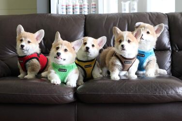 Нагрудник для собак Puppia, чорний, L - м'яка жилетка, підходить для цуценят та собак середніх розмірів