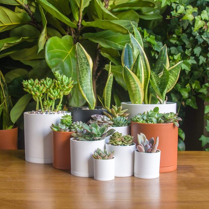 High-quality plastic plant pots, 2 inches (5.1 cm), available in sizes 2.4, 2.5, 3, 3.5, 3.7, 4, 4.7, 5, 5.5, 6 inches - complete set of 10 white plant pots with drainage holes and seamless saucers.