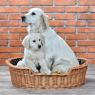 Wicker dog basket for dogs and cats. Dog bed, cat bed with cushion, pet basket, woven cat basket. 60x43 H19 cm (L 80 x W 60 x H 26 cm, Natural)