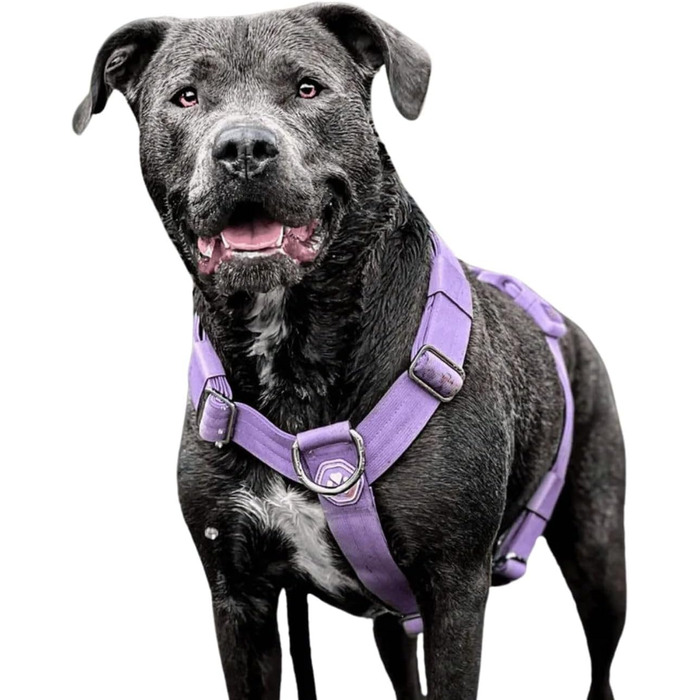 Шлейка для собак Spark Paws No Pull для великих порід, фіолетовий колір, L (36-68 кг), регульована, міцна