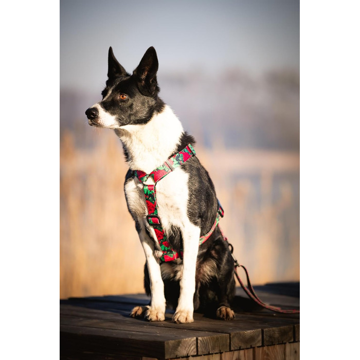 Шлейка для собак середніх порід | Не вбирає вологу | Регульована | З контролем | Легка класична шлейка | Dog Harness | Eternal Rose, M - виміряйте розмір собаки