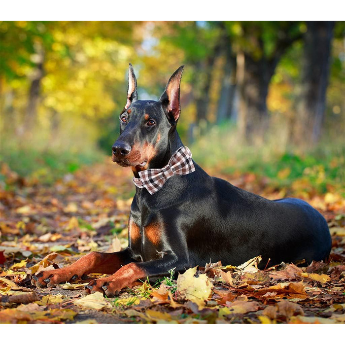 Нашийник для собак Unique Style Paws осінній, з метеликом, регульований, для середніх собак, коричневий, сітка