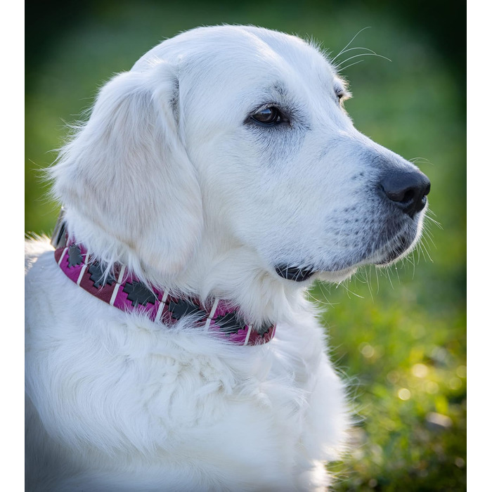 Стильний шкіряний нашийник для собак Jack Russell від Pablo - ручної роботи, регульований, преміум якість