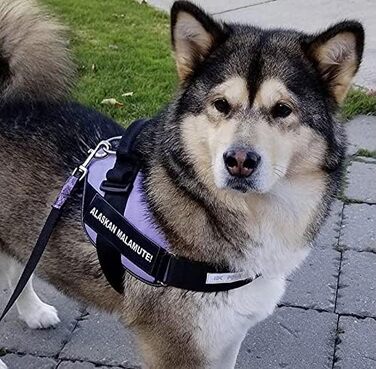 Шлейка Julius-K9 IDC Powergeschirr для собак з двома безкоштовними нашивками, розмір 0 (M), фіолетовий