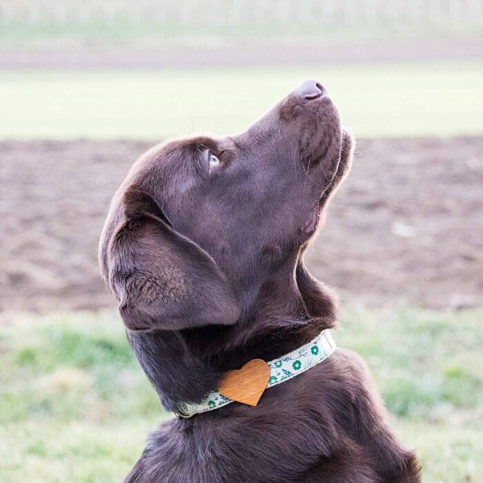 Нашийник для собак Pettsie з серцем та браслетом дружби, регульовані розміри S та M, комфортний дизайнерський льон, міцний та довговічний, чудовий подарунок для любителів собак (35,6 - 50,8 см (M), Зелений)