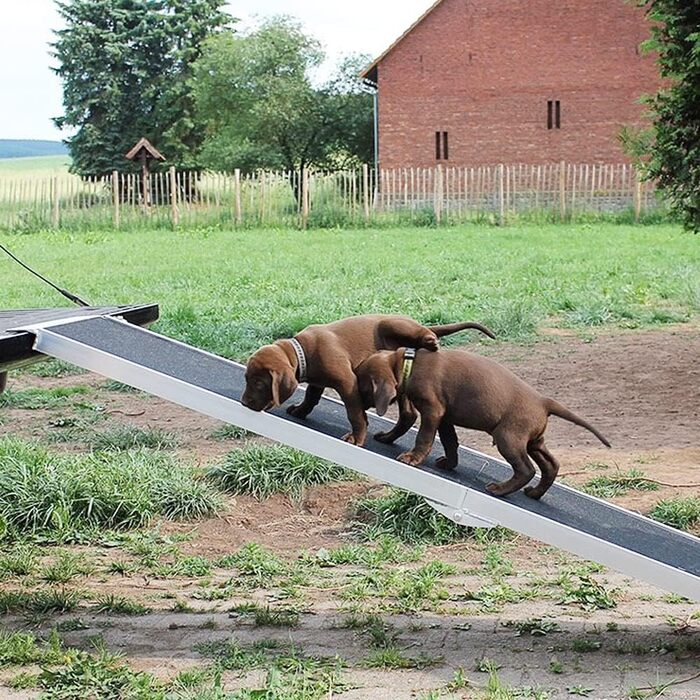 Рампа для собак Petigi - пандус в багажник авто, складаний, алюміній, 244 см