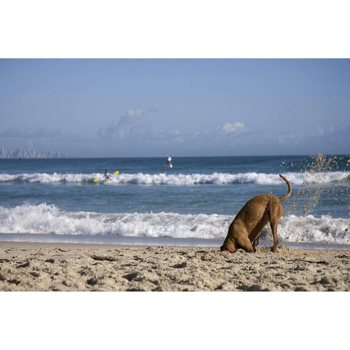 Нашийник для собак EzyDog Camo (M, 39-44 см) - неопреновий, водонепроникний, світловідбиваючий