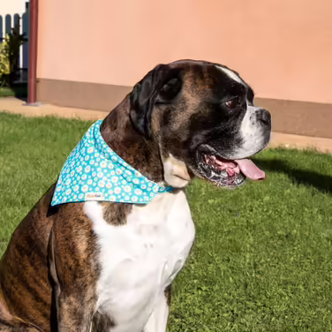 Pettsie Dog Collar with Bandana Fabric and Friendship Bracelet, Adjustable Sizes S, M, and L, Strong and Durable, Great Gift for Dog Lovers in Attractive Packaging, M, Pink (S (25.4 - 39.4 cm), Turquoise)
