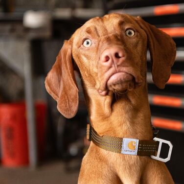 Carhartt Fully Adjustable Nylon Webbing Dog Collars, Reflective Stitching for Visibility, Coral Red (Nylon Webbing), Size L (Light Moss (Nylon Webbing), Medium)