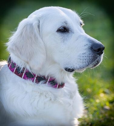 Стильний шкіряний нашийник для собак Jack Russell від Pablo - ручної роботи, регульований, преміум якість