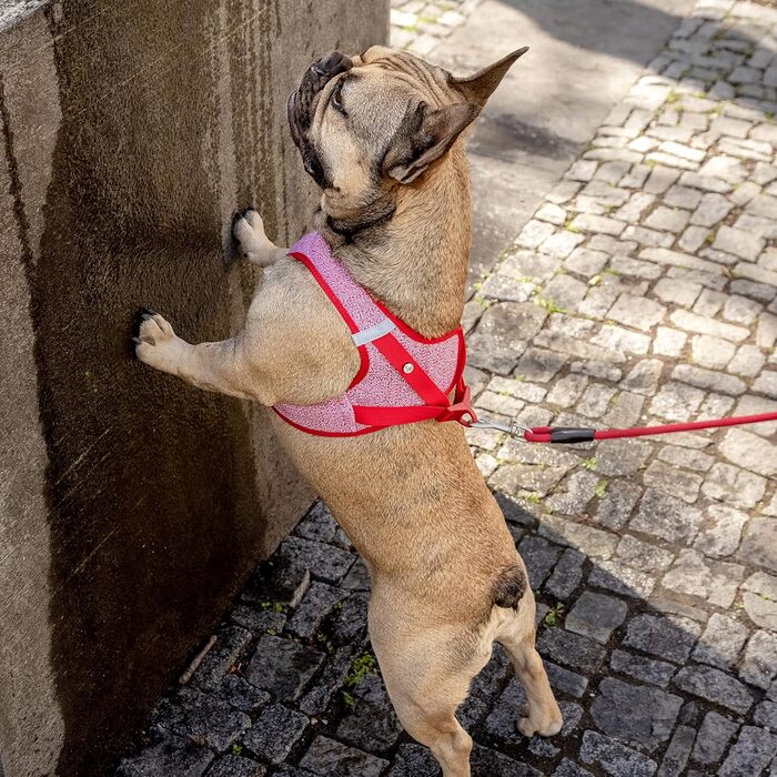 Шлейка для собак Merino curi Casp Back (2XS, Червоний)