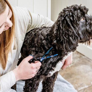 Ножиці для грумінгу собак Mikki Doodle: витончене вирівнювання та стрижка, 16,5 см