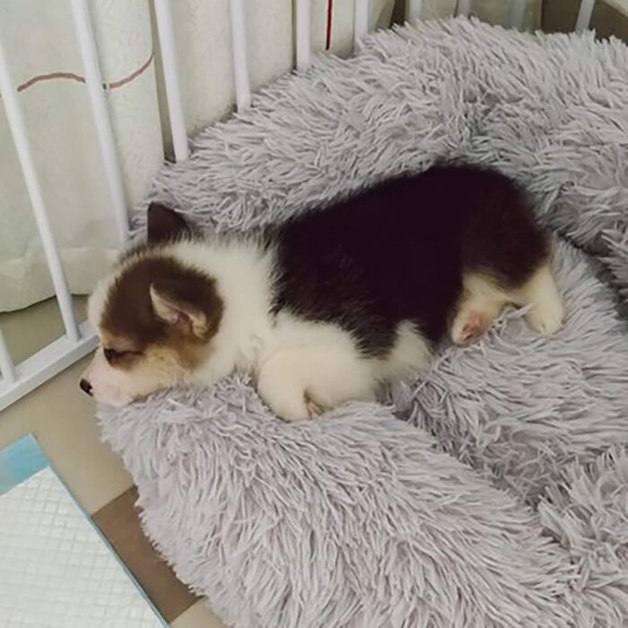 Кругле м'яке ліжко для собак та котів Haoye, Ø 50 см, сірий колір