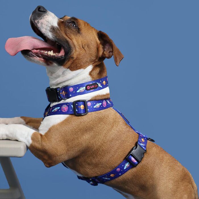 Шлейка для собак середніх порід | Не вбирає вологу | Регульована | З контролем | Легка класична шлейка для собак | Dog Harness - M (Cosmic Bloom, S - виміряйте собаку)