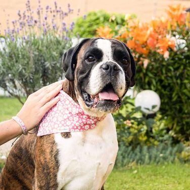 Pettsie Dog Collar with Bandana Cloth and Friendship Bracelet, Adjustable Sizes S, M, and L, Strong and Durable, Great Gift for Dog Lovers in Attractive Packaging, M, Pink