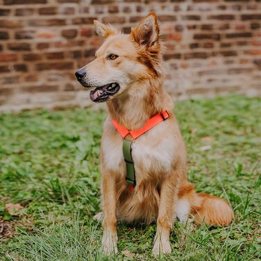 Шлейка для собак Lana Hundegeschirr ручної роботи, 5-рівневе регулювання, водонепроникна, Made in Germany, для собак маленьких та великих порід, повідкова шлейка, нагрудна шлейка, повідкова шлейка (M, помаранчевий/зелений) M помаранчевий/зелений