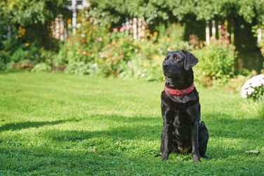 Нашийник для собак HUNTER SOFTIE STONE, штучна шкіра, з аплікаціями, легкий у догляді, (55 см, коричневий/чорний)