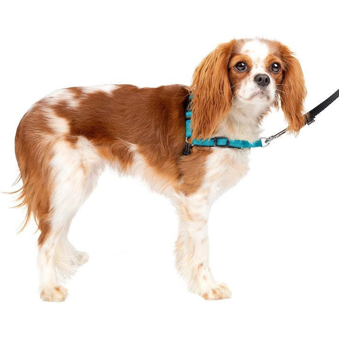 Шлейка PetSafe Easy Walk Deluxe для собак середніх та великих порід, без натягу, з м'якою підкладкою, з повідком 1.8 м, океаново-блакитний/чорний колір