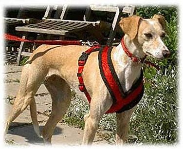 Шлейка для собак TRIXIE Premium Touren, чорна, розмір M (45–80 см), 25 мм - спортивна та зручна, з м'якою підкладкою, регульована