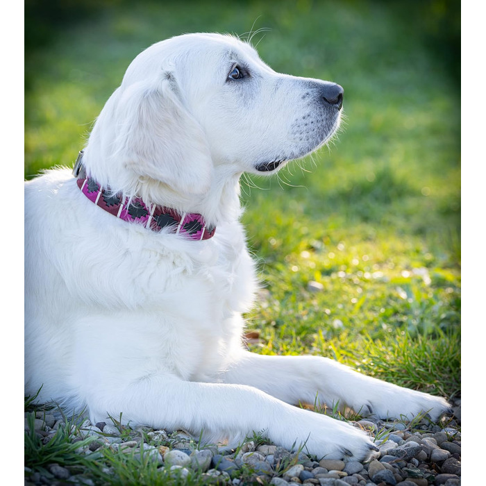 Стильний шкіряний нашийник для собак Jack Russell від Pablo - ручної роботи, регульований, преміум якість