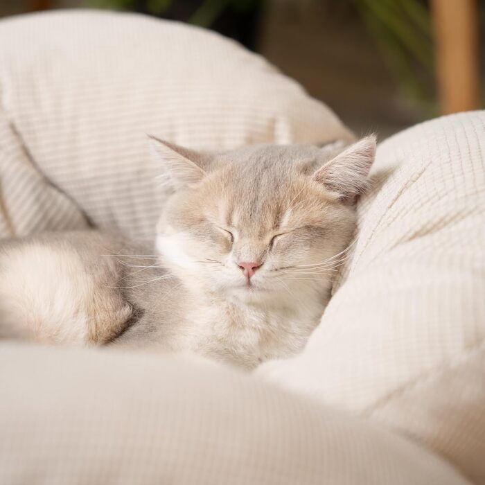 Кішка Лежанка CheerPals, велика, 55x55 см, м'яка, біла, для котів усіх порід