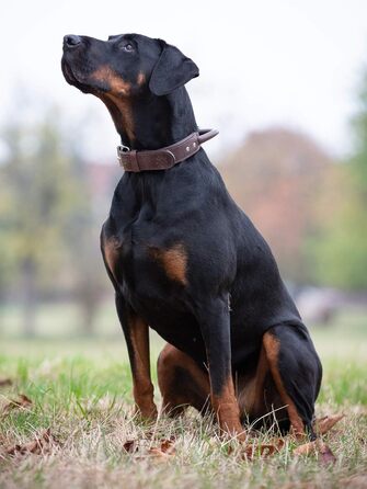 Преміум шкіряний нашийник для собак Джек Рассел з ручкою - надійний нашийник з натуральної шкіри для собак (L, 48.0-60.0 см)