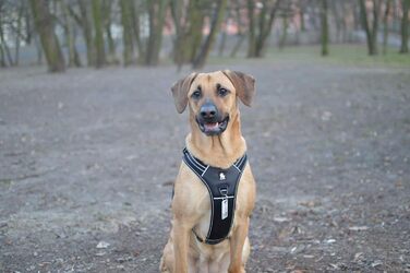 Шлейка для собак Truelove TLH5551 з ручкою, м'яка, з відбиваючим матеріалом, чорна (L)