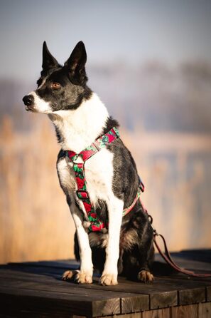 Шлейка для собак середніх порід | Не вбирає вологу | Регульована | З контролем | Легка класична шлейка | Dog Harness | Eternal Rose, M - виміряйте розмір собаки