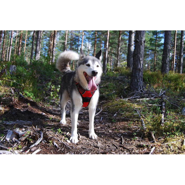 Нашийник для собак Truelove TLH5651, запобігає тягненню, світловідбиваючі шви, для активного відпочинку (XS, Червоний)