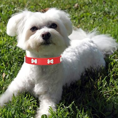 Нашийник для собак Halfsumo з шкіри та поводок: комплект для малих та середніх собак та котів, червоний