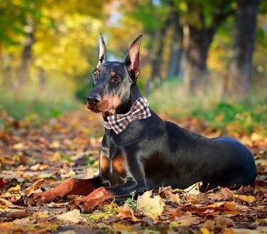 Нашийник для собак Unique Style Paws осінній, з метеликом, регульований, для середніх собак, коричневий, сітка