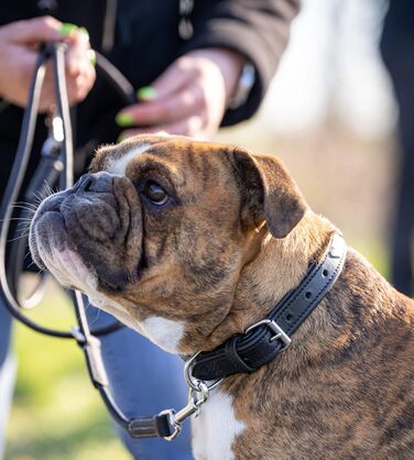 Нашийник для собак Jack Russell з натуральної шкіри чорного кольору з аплікаціями у вигляді серця та квітки, подвійний шар, розмір S (26.0-36.0)