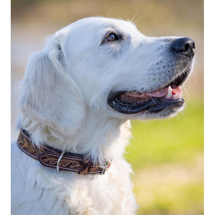 Нашийник для собак Джек Рассел з натуральної шкіри буйвола, регульований, з м'якою підкладкою, ручної роботи, з різьбленням, Alexey, розмір S (26-34 см)