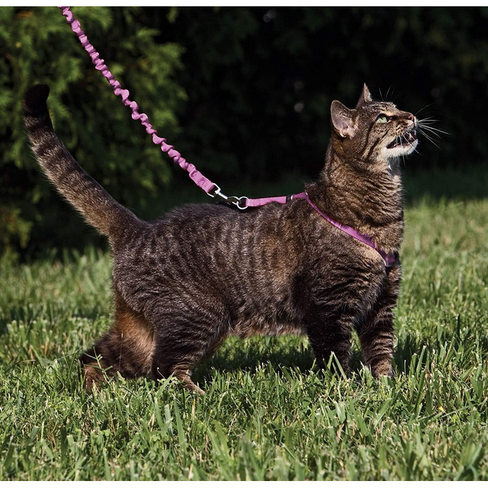 PetSafe Come with Me Kitty Harness and Bungee Leash, Harness for Cats, Size M, Red/Cranberry, Model: CWMK-M-RED (Light Pink/Burgundy, Large (Pack of 1))
