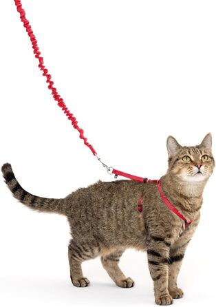 PetSafe Come with Me Kitty Harness and Bungee Leash, Harness for Cats, Size M, Red/Cranberry, Model: CWMK-M-RED
