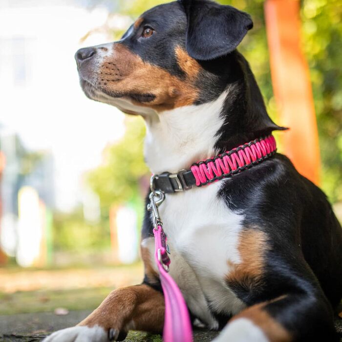Нашийник для собак Sprenger з паракорду, нержавіюча сталь, світловідбиваючий, жовтий (55 см)