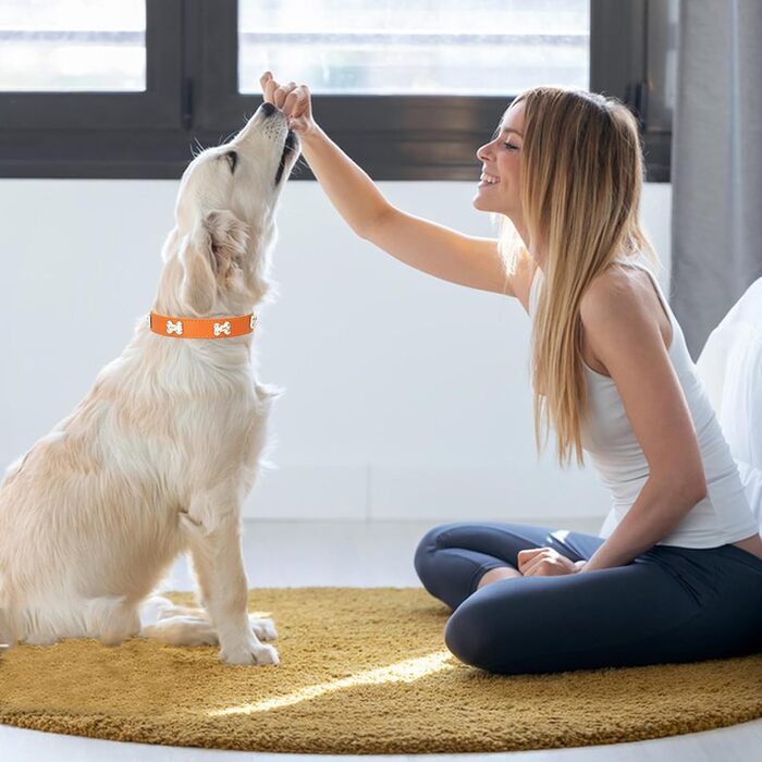 Нашийник для собак з шкіри, поводок-комбо, нашийники для цуценят, регульовані, для малих та середніх собак та котів, білий (L, помаранчевий)