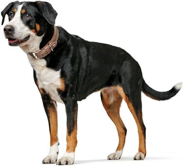 Нашийник для собак HUNTER PORTO, шкіра олив'єва, tabak/cognac, ручної роботи, розмір 50