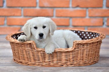Wicker dog basket for dogs and cats. Dog bed, cat bed with cushion, pet basket, woven cat basket. 60x43 H19 cm (L 80 x W 60 x H 26 cm, Natural)