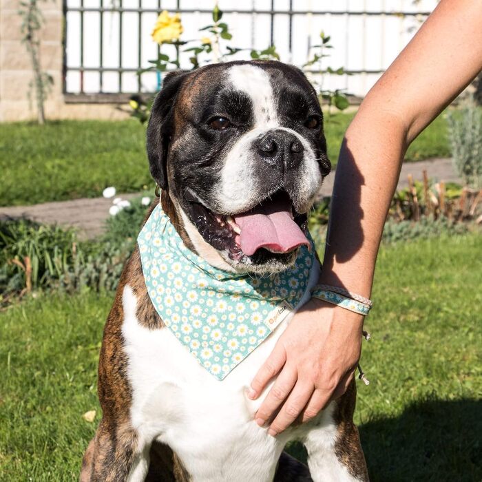 Pettsie Dog Collar with Bandana Cloth and Friendship Bracelet, Adjustable Sizes S, M, and L, Strong and Durable, Great Gift for Dog Lovers in Attractive Packaging, M, Pink (S (25.4 - 39.4 cm), Green)