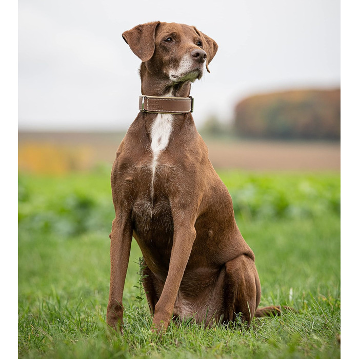 Нашийник для собак Джек Рассел, шкіряний, Amy - нашийник з натуральної шкіри, з підкладкою, міцний, двошаровий (M, Коричневий/Бежевий) M (37.0-44.0 см) Коричневий/Бежевий
